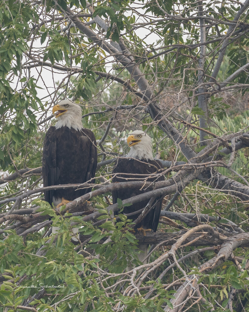 A beautiful pair  by sschertenleib