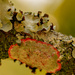 Lichens! by rickster549