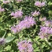 7-31-21 purple flowers by bkp