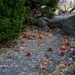 Fallen fruits by acolyte