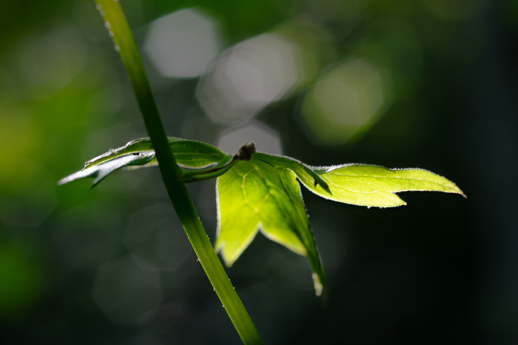 a little leaf by teriyakih