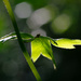 a little leaf by teriyakih