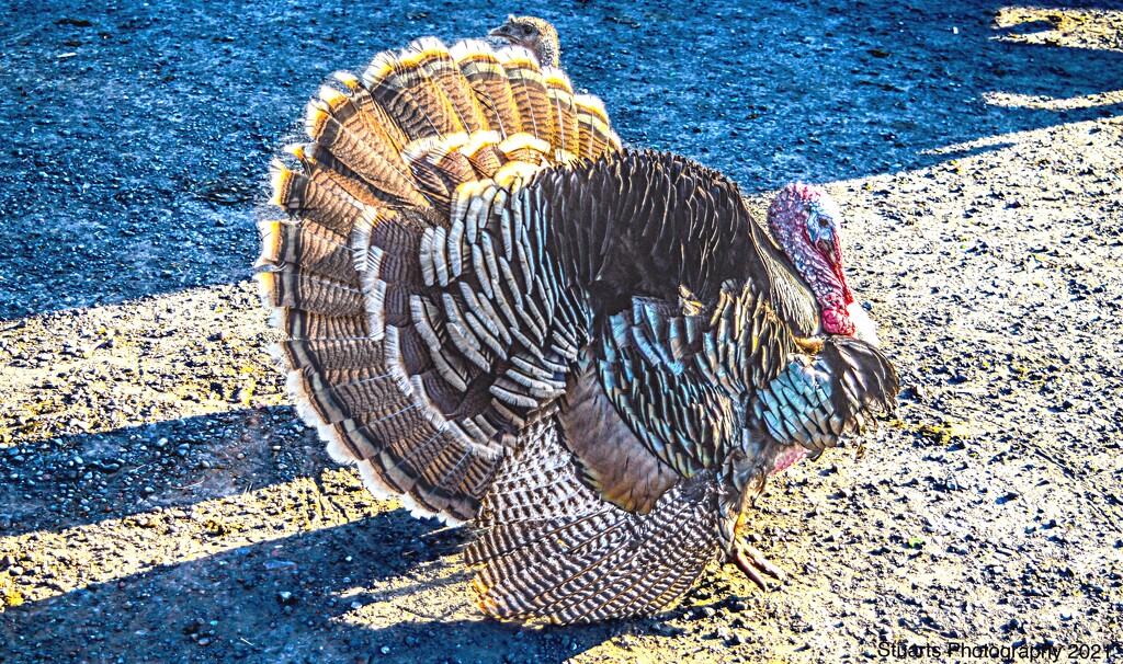 Domesticated turkey  by stuart46