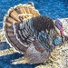Domesticated turkey  by stuart46