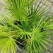 Garden Palm, Bird's Eye View. by teresahodgkinson
