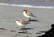 1st Aug 2021 - Pair of red-capped plovers