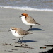 Pair of red-capped plovers by gilbertwood