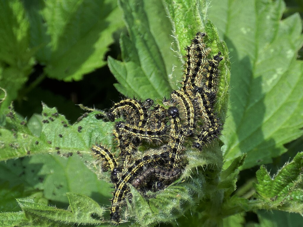 Small Tortoiseshell caterpillars by julienne1
