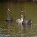 Swan family by gosia