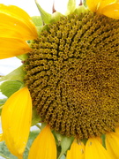 1st Aug 2021 - Summer..Sunflower