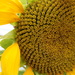 Summer..Sunflower by 365projectorgjoworboys