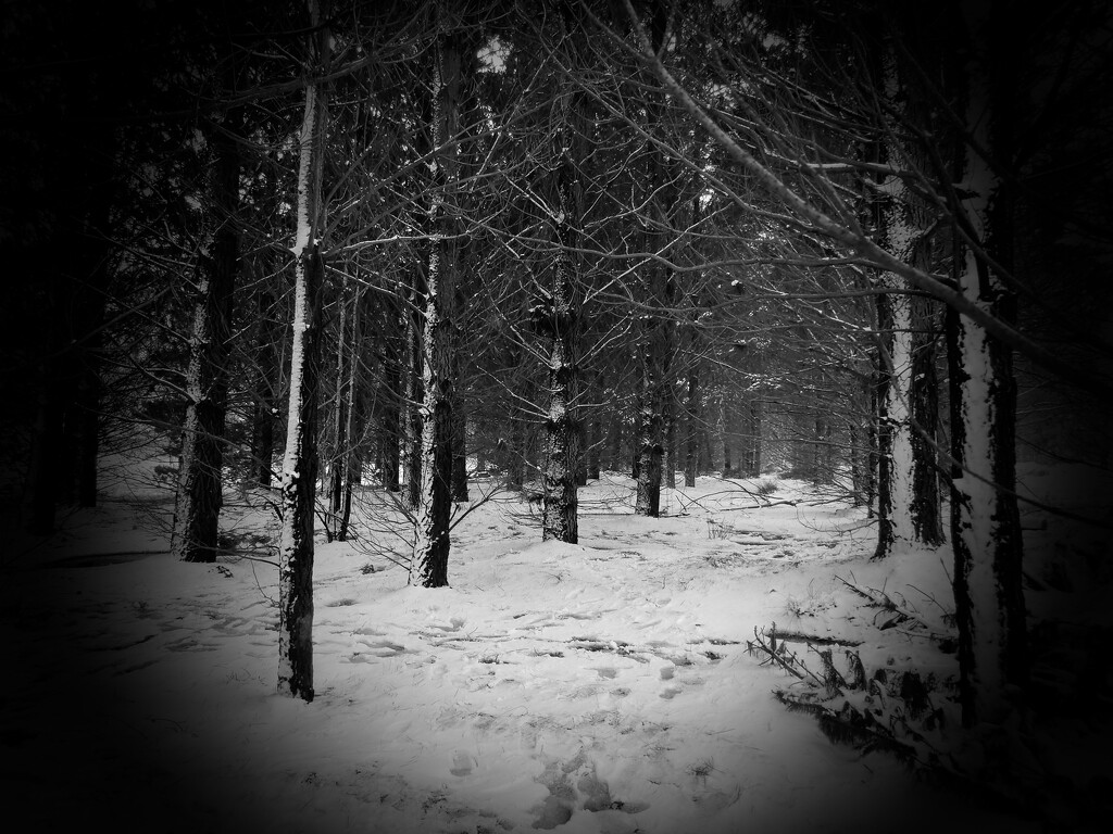 Snow at Corin Forrest by galactica
