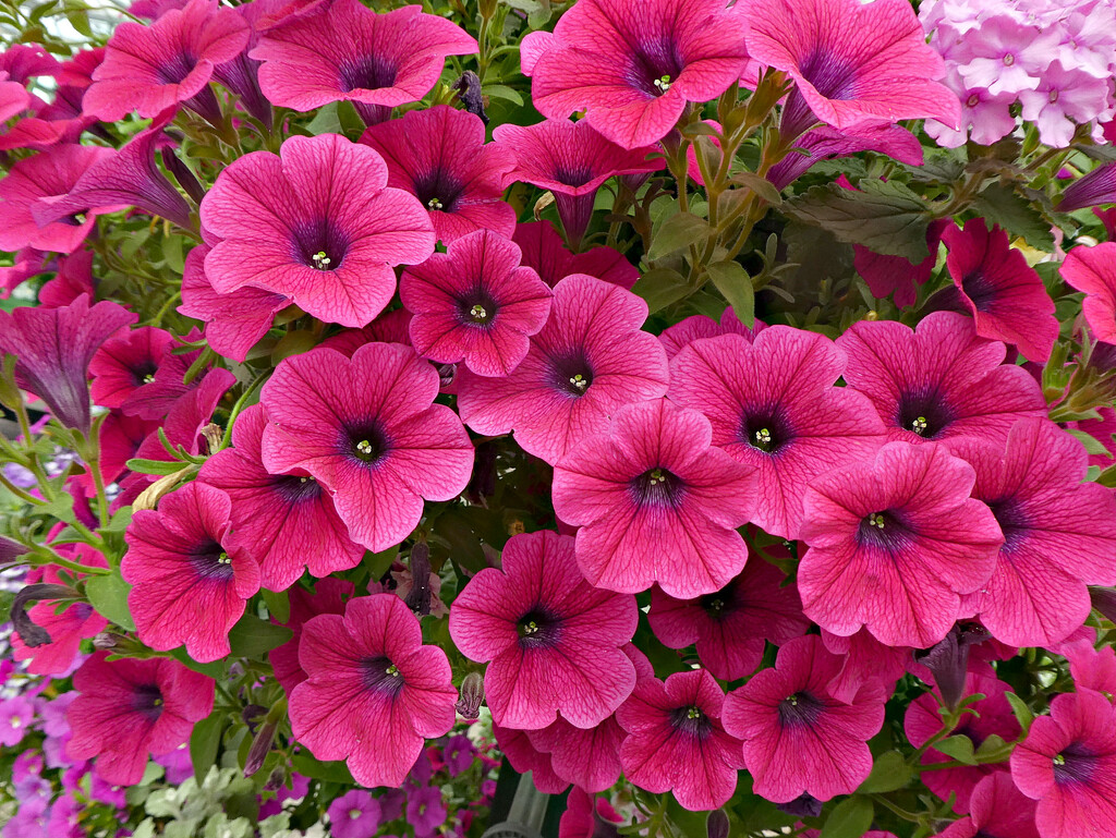 Pink Petunias. by wendyfrost