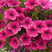 Pink Petunias. by wendyfrost
