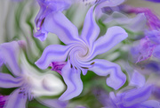 1st Aug 2021 - Abstract Agapanthus