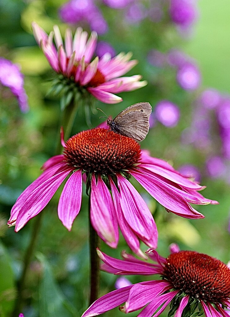 Cone Flower Butterfly by carole_sandford