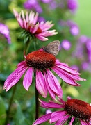 1st Aug 2021 - Cone Flower Butterfly