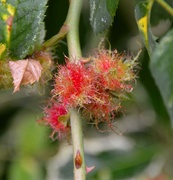 1st Aug 2021 - Mossy Rose Gall Wasp