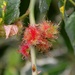 Mossy Rose Gall Wasp by arkensiel