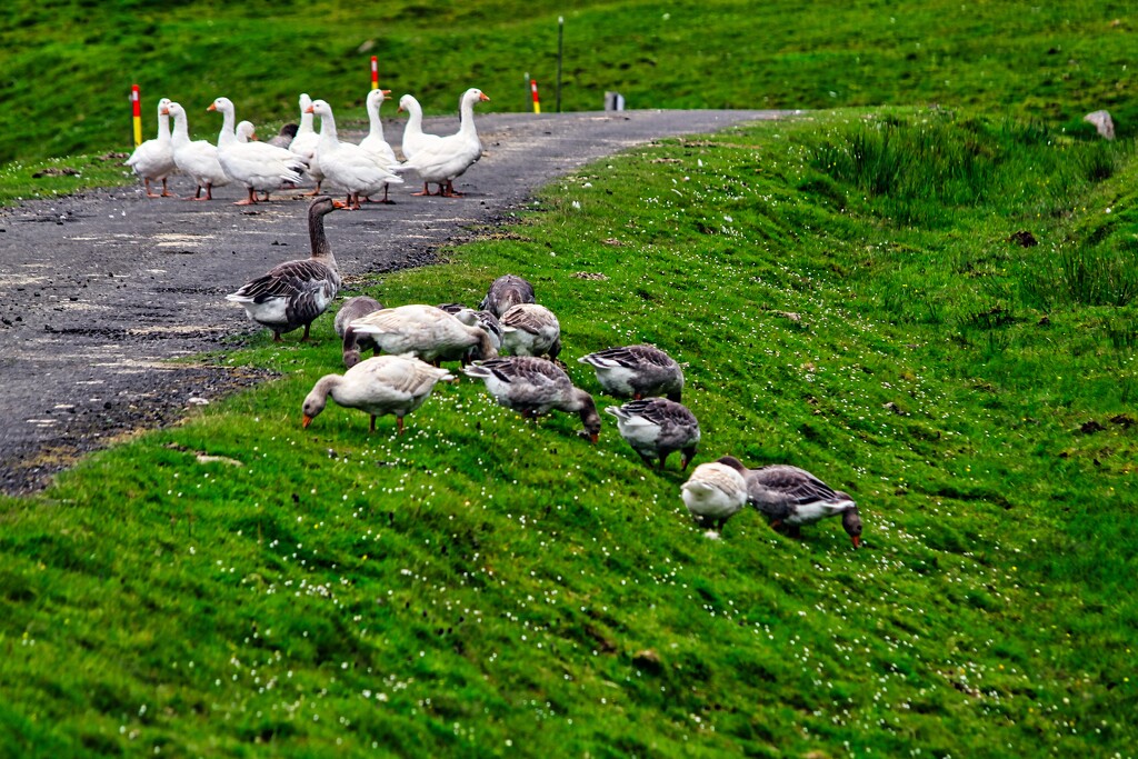 Faroese Geese by okvalle