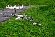 1st Aug 2010 - Faroese Geese