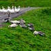 Faroese Geese by okvalle