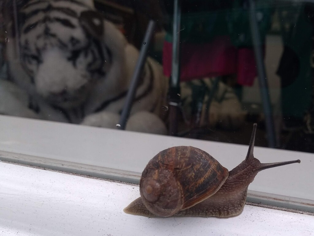 Window Shopping Snail by moirab