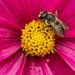 A Sweat Bee by rjb71