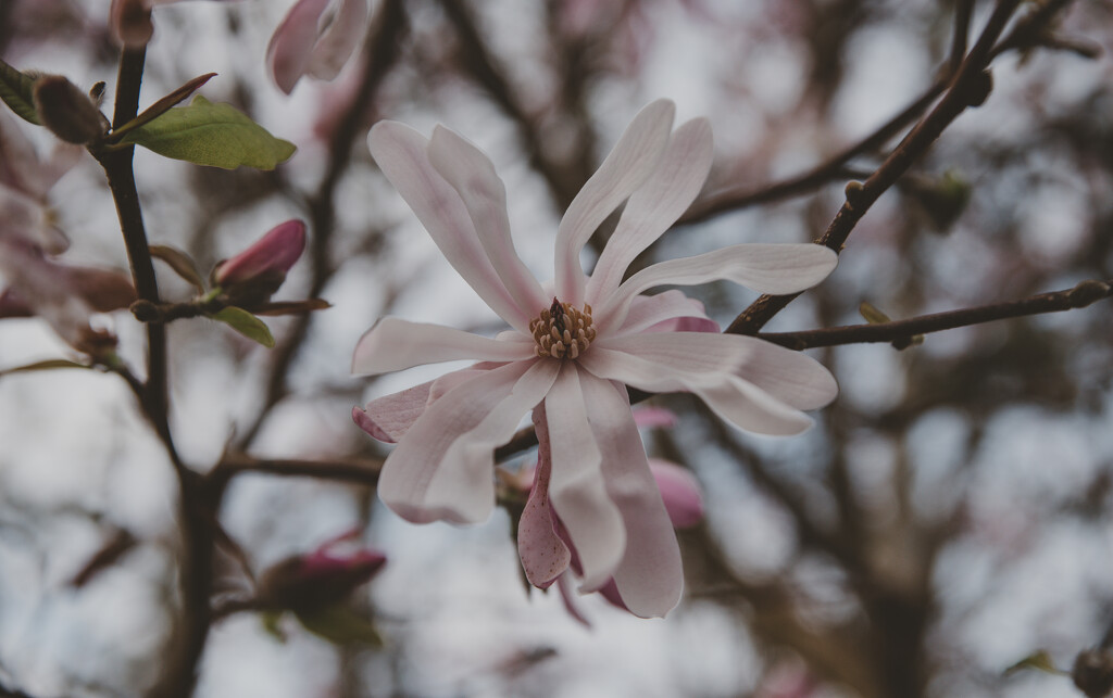 magnolia and a new leaf by brigette