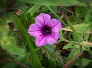 2nd Aug 2021 - My 8th wildflower find of summer...
