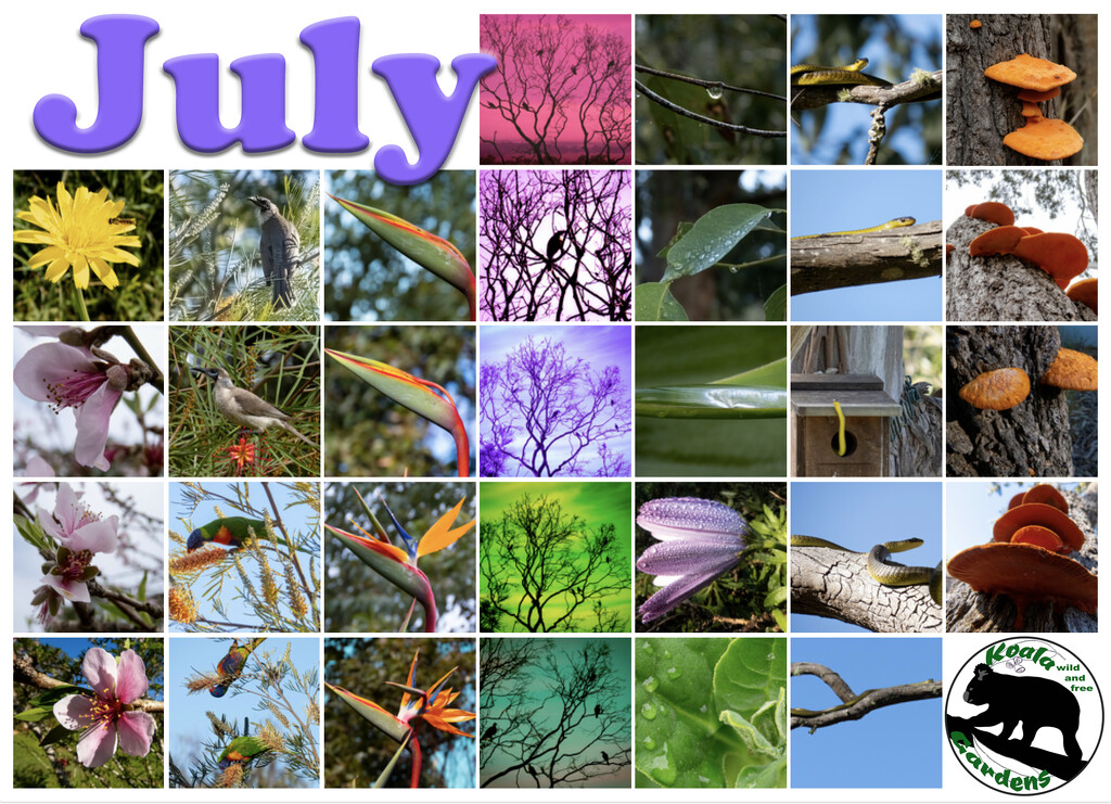 I enjoyed July by koalagardens