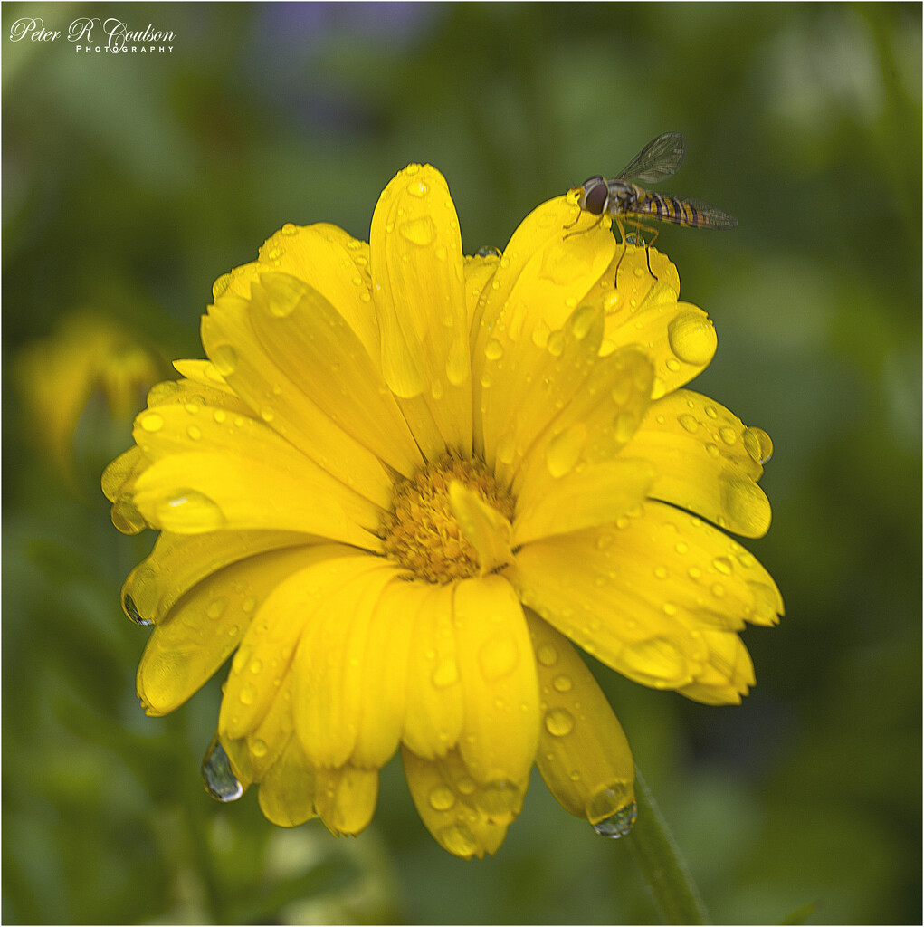Corn Marigold by pcoulson