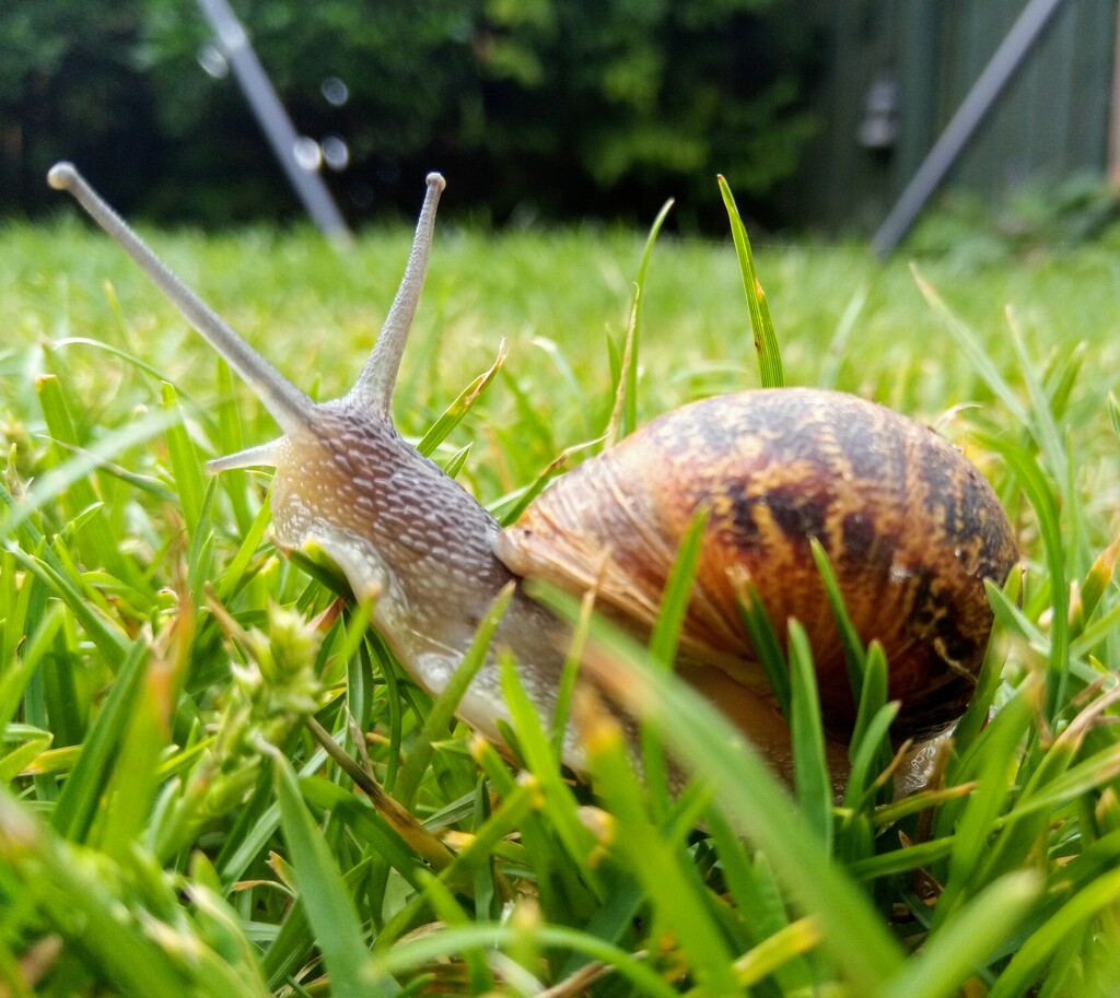 Summer..snail by 365projectorgjoworboys