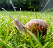 2nd Aug 2021 - Summer..snail