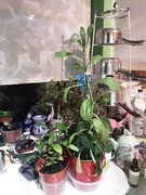1st Aug 2021 - Calendula and indoor plants.