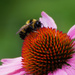 bumblebee on coneflower by rminer