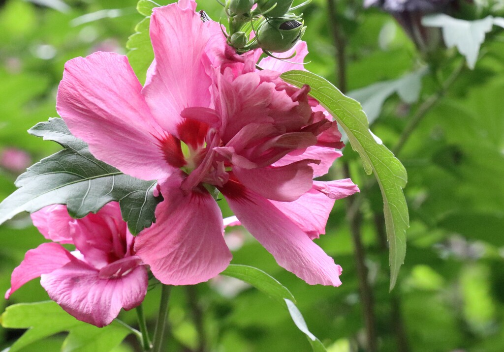 Rose of Sharon by 365projectorgheatherb