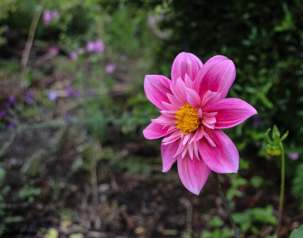 Another Blooming Dahlia by nodrognai