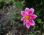 1st Aug 2021 - Another Blooming Dahlia