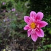 Another Blooming Dahlia by nodrognai