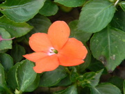1st Aug 2021 - Orange Flower