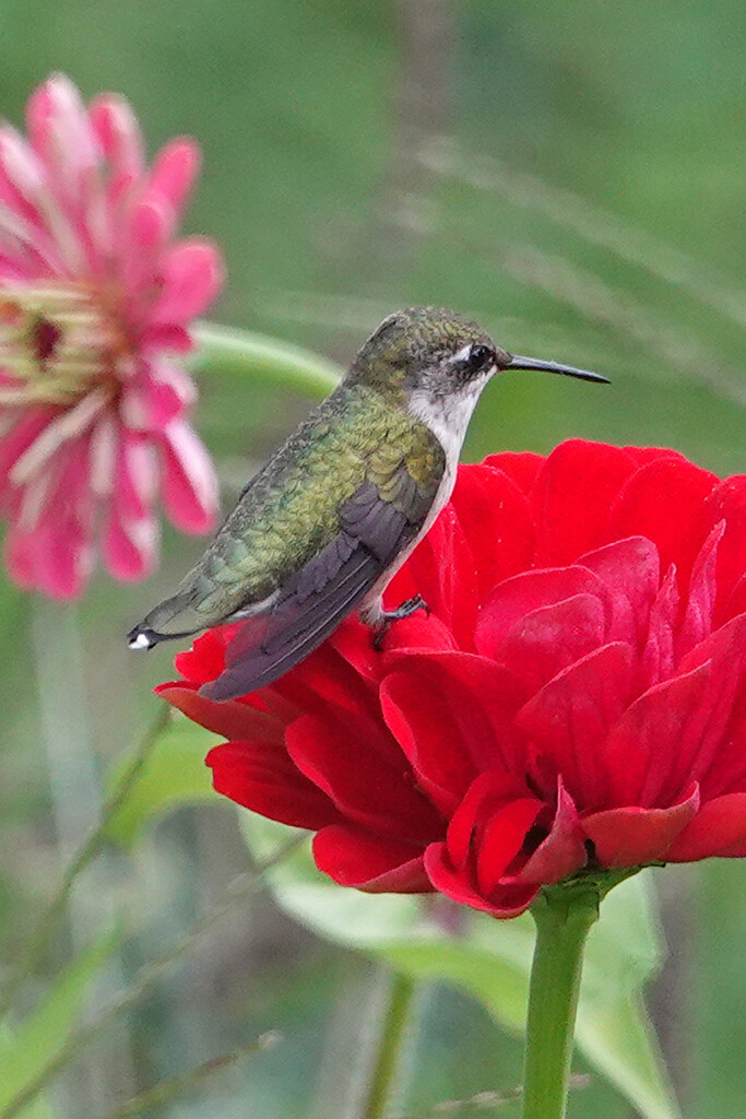 Hummingbird resting by annepann