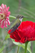 1st Aug 2021 - Hummingbird resting
