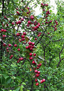 1st Aug 2021 - more crab apples