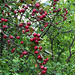 more crab apples by summerfield