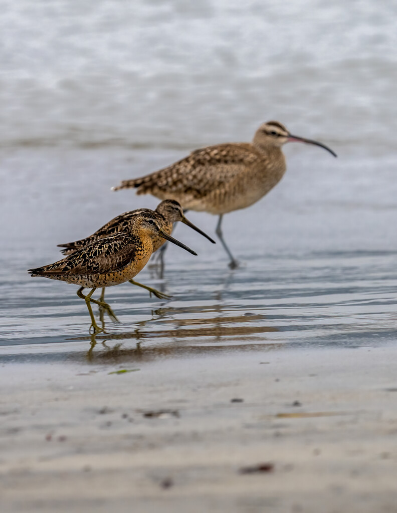 Short-billed Dowitchers with a larger Whimbrel in back by nicoleweg