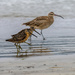 Short-billed Dowitchers with a larger Whimbrel in back by nicoleweg