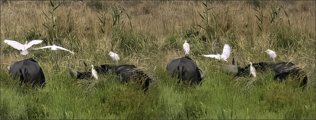  Buffalo and Cattle Egrets by ludwigsdiana
