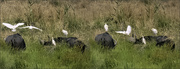 2nd Aug 2021 -  Buffalo and Cattle Egrets