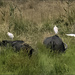  Buffalo and Cattle Egrets by ludwigsdiana